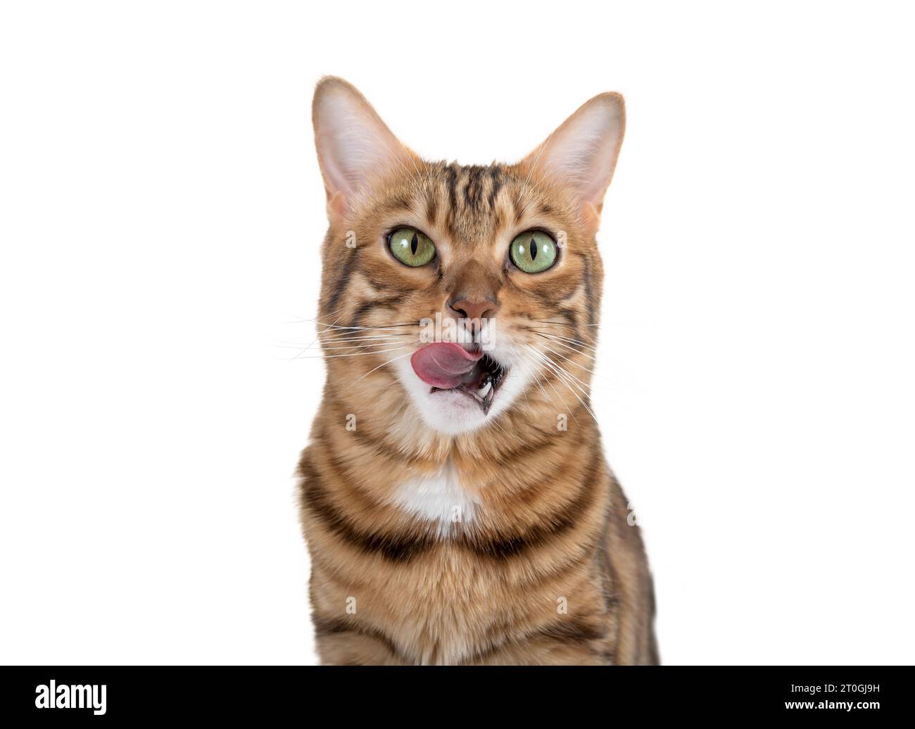Un chat Bengal lèche ses lèvres en prévision de la nourriture. Chat affamé sur un fond blanc. Banque D'Images