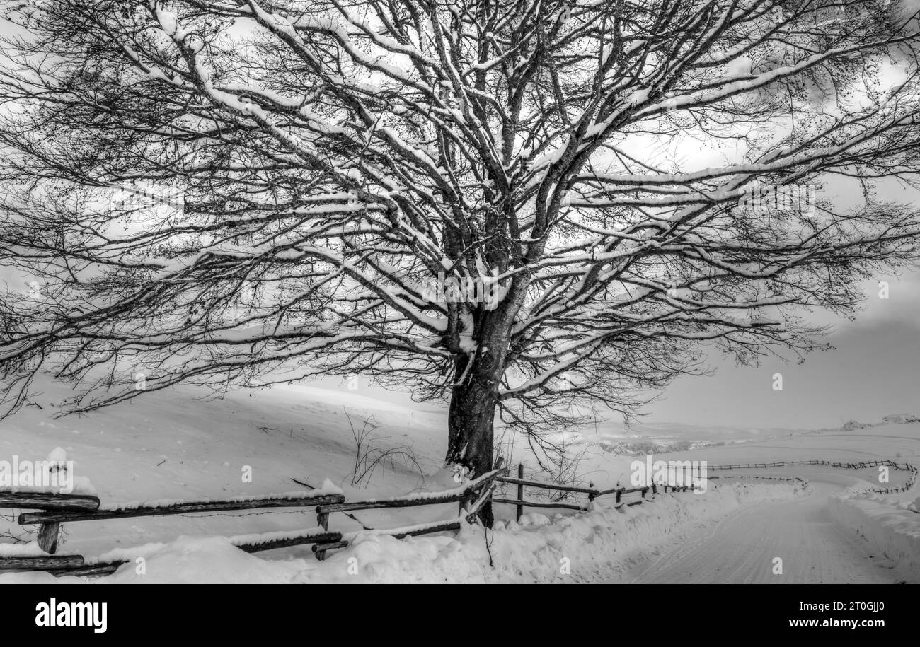 paysages de noël Banque D'Images