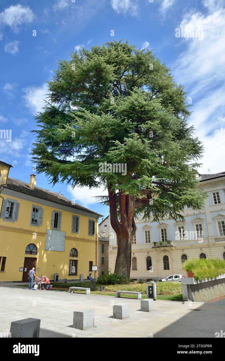 Grand cèdre à Piazza rovereto - Domodossola, Italie Banque D'Images