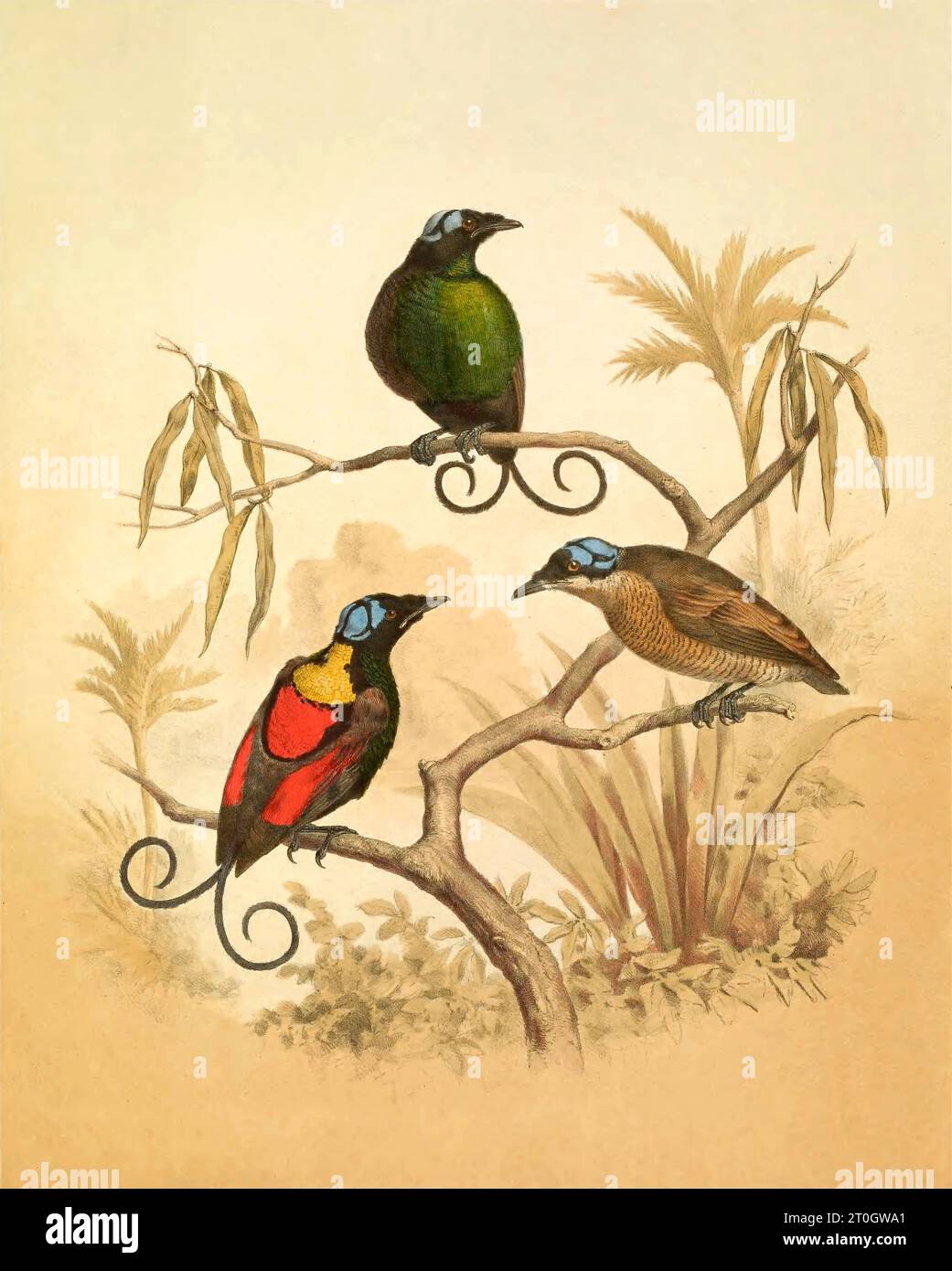 Oiseau de paradis de Wilson, illustration du 19e siècle Banque D'Images