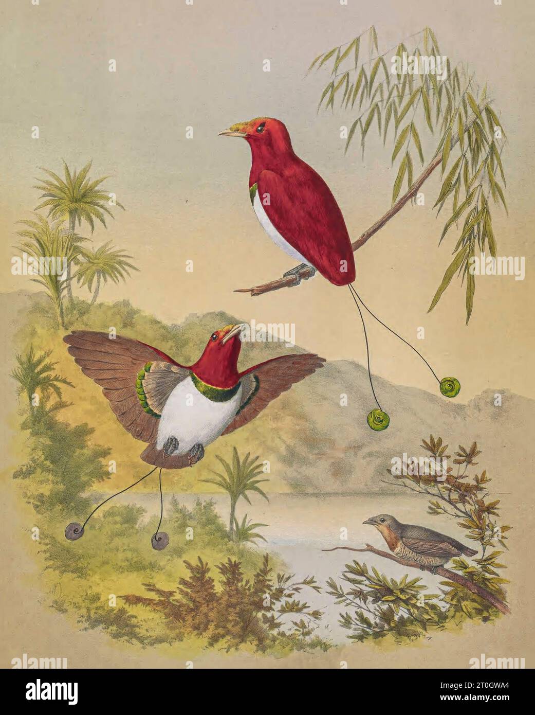 Roi oiseau-de-paradis, illustration du 19e siècle Banque D'Images