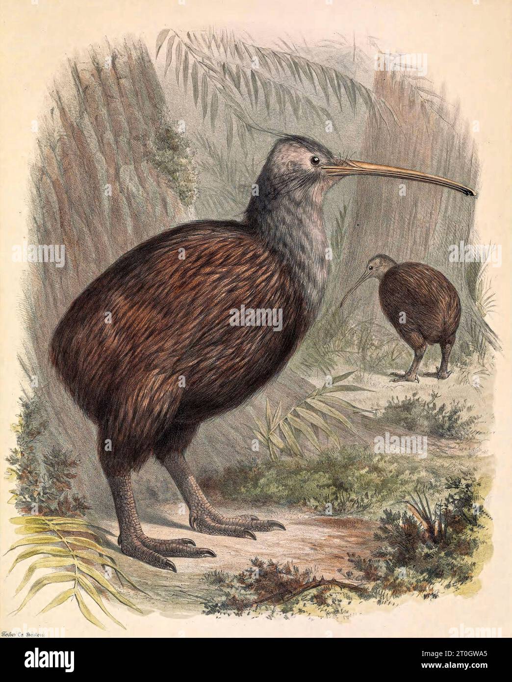Kiwi, illustration du 19e siècle Banque D'Images