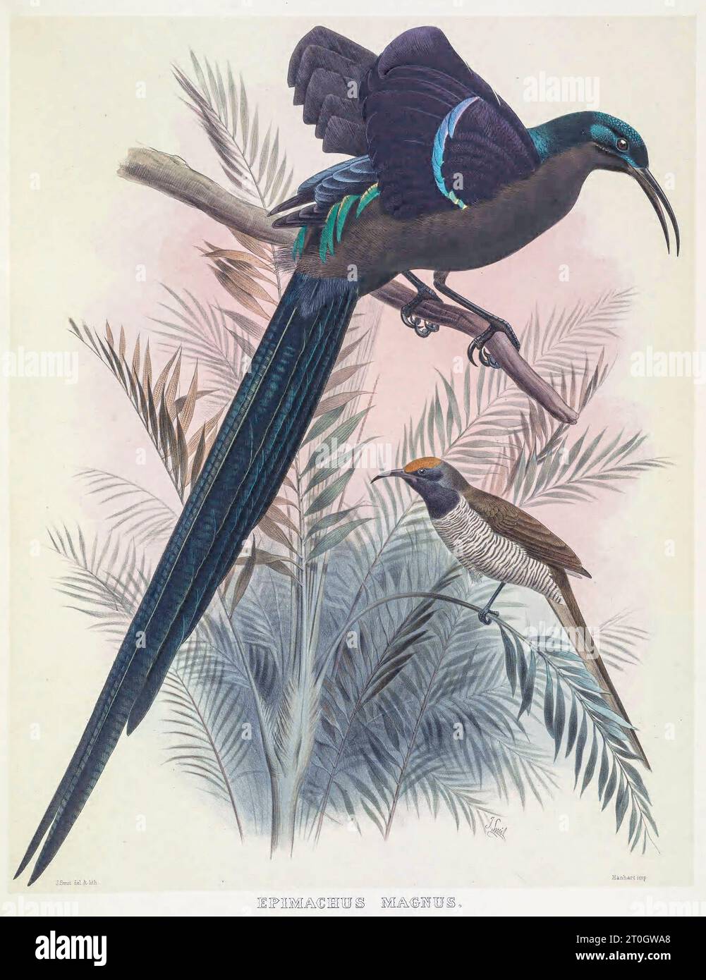 Magnifique oiseau de paradis, illustration du 19e siècle Banque D'Images
