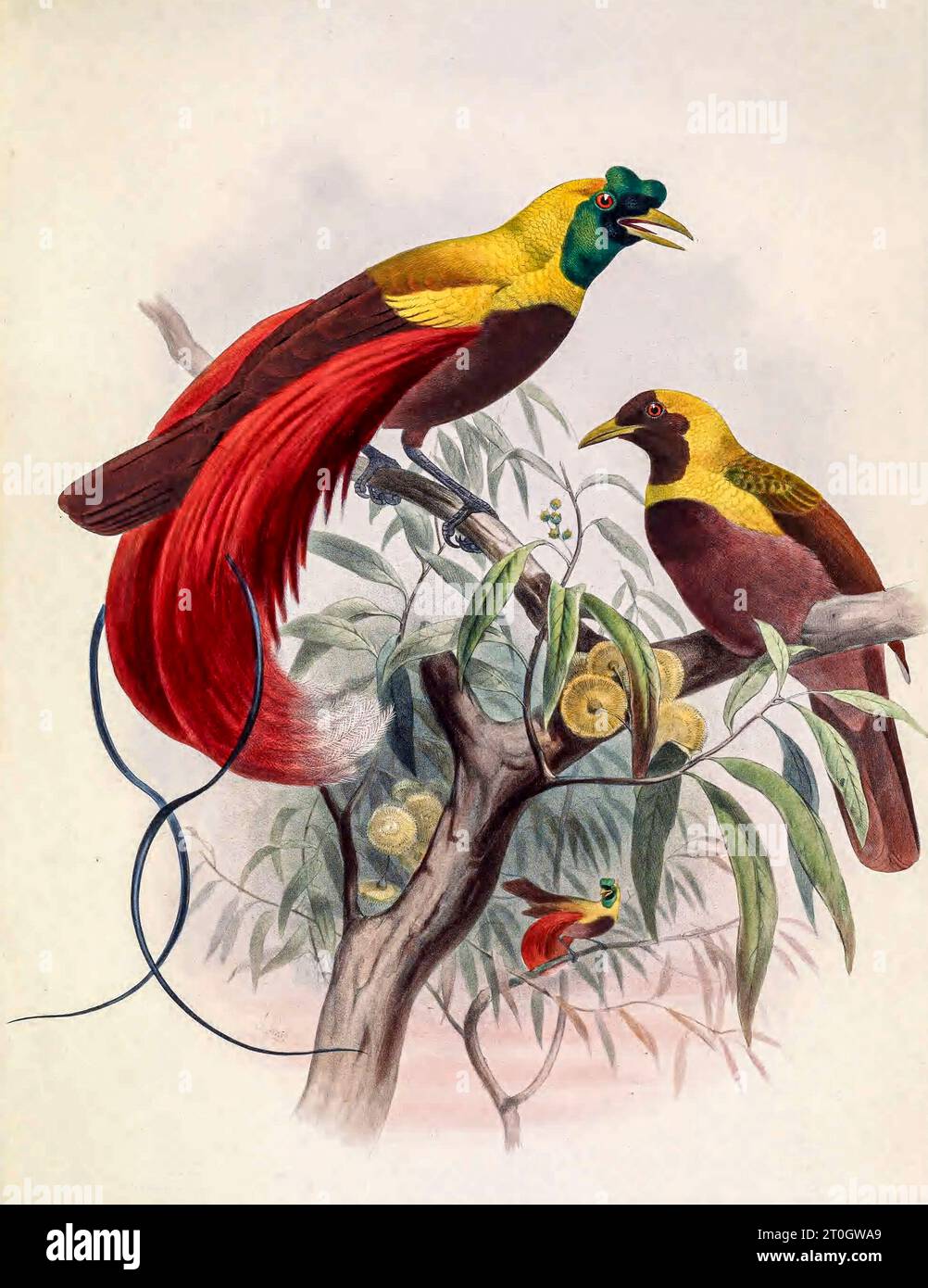 Oiseau-de-paradis rouge, illustration du 19e siècle Banque D'Images