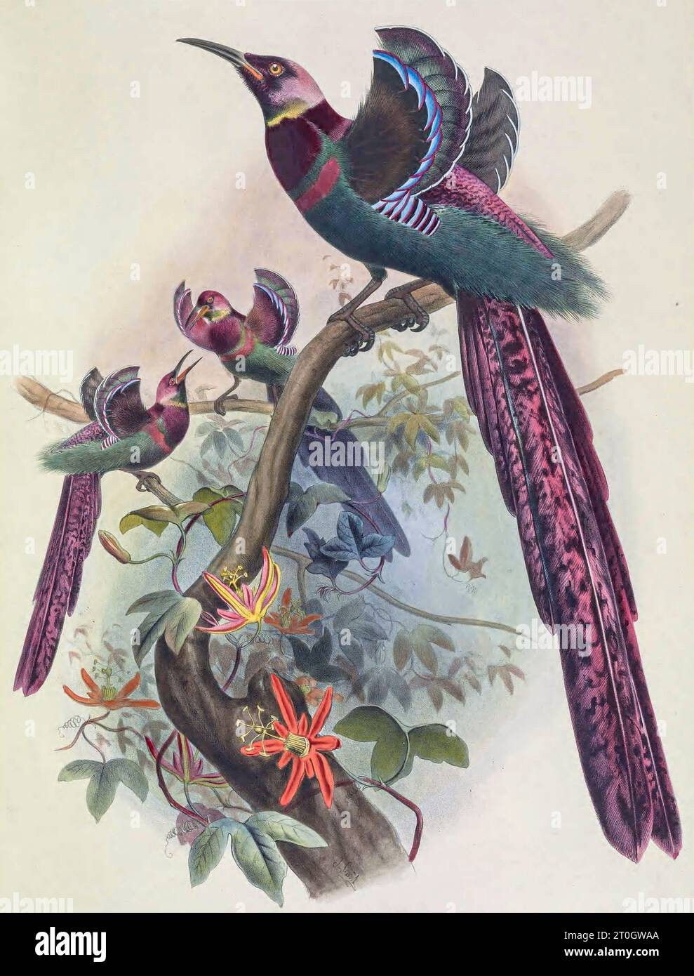 L'oiseau de paradis d'Elliot, illustration du 19e siècle Banque D'Images