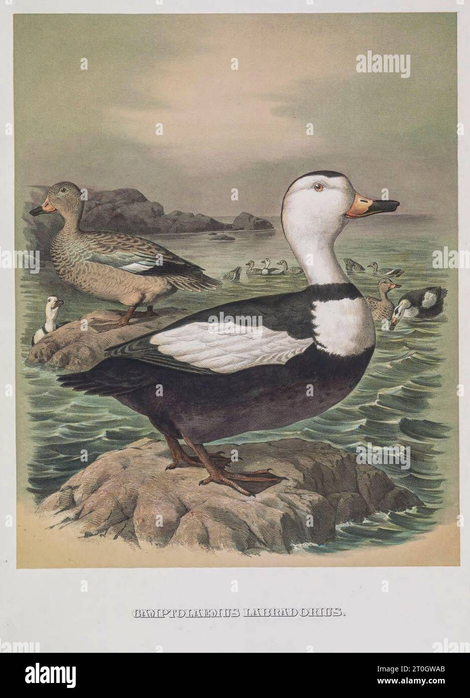 Canard du Labrador, illustration du 19e siècle Banque D'Images