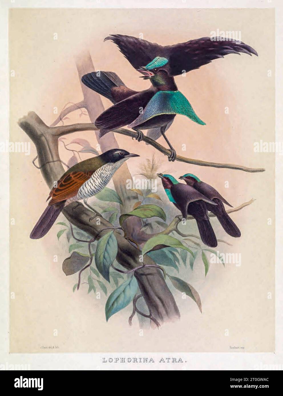 Superbe oiseau de paradis, illustration du 19e siècle Banque D'Images