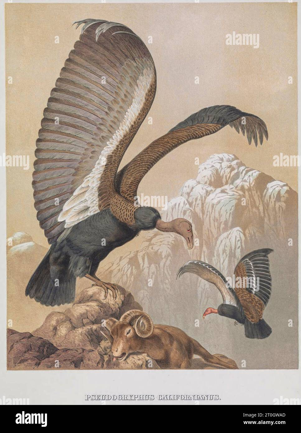 Californie Condor, illustration du XIXe siècle Banque D'Images