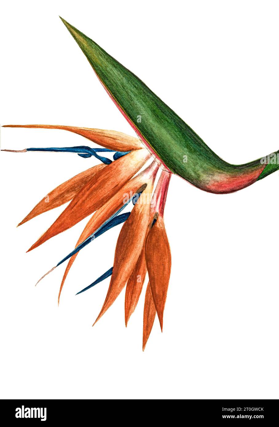 Oiseau de paradis (Strelitzia sp.), illustration du 19e siècle Banque D'Images