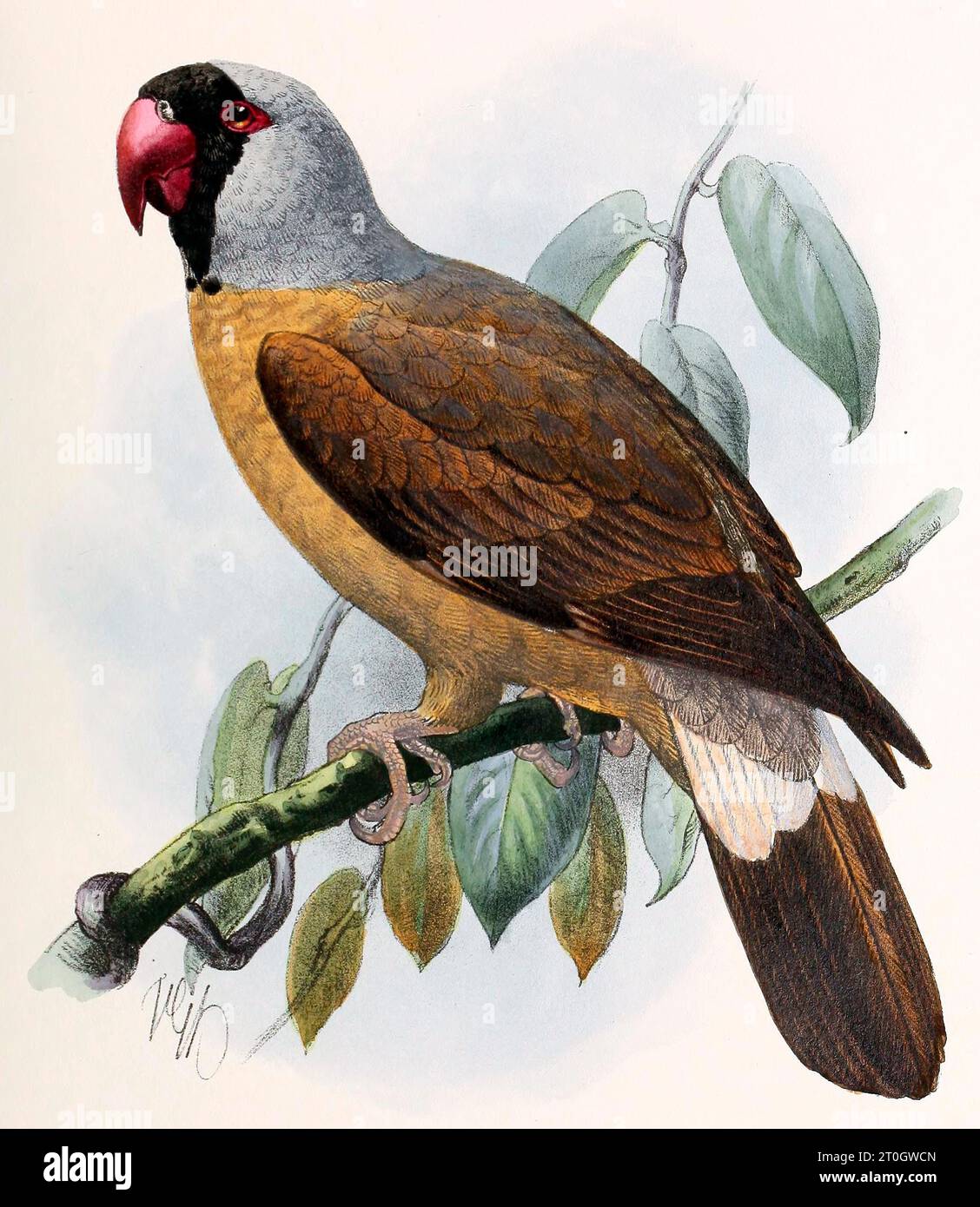 Mascarène perroquet, illustration du 19e siècle Banque D'Images