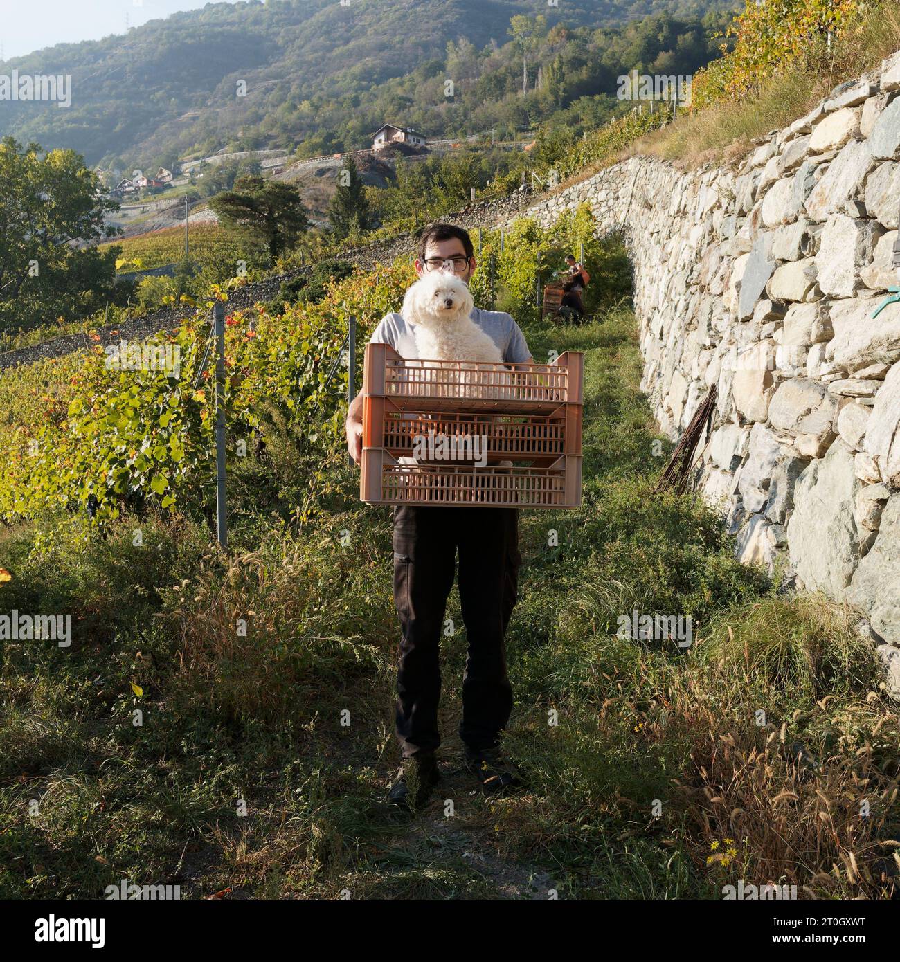 L'homme porte des plateaux avec un petit chien dedans pendant la récolte de raisins aka Vendemmia à nus dans la vallée d'Aoste NW Italie, septembre 2023 Banque D'Images