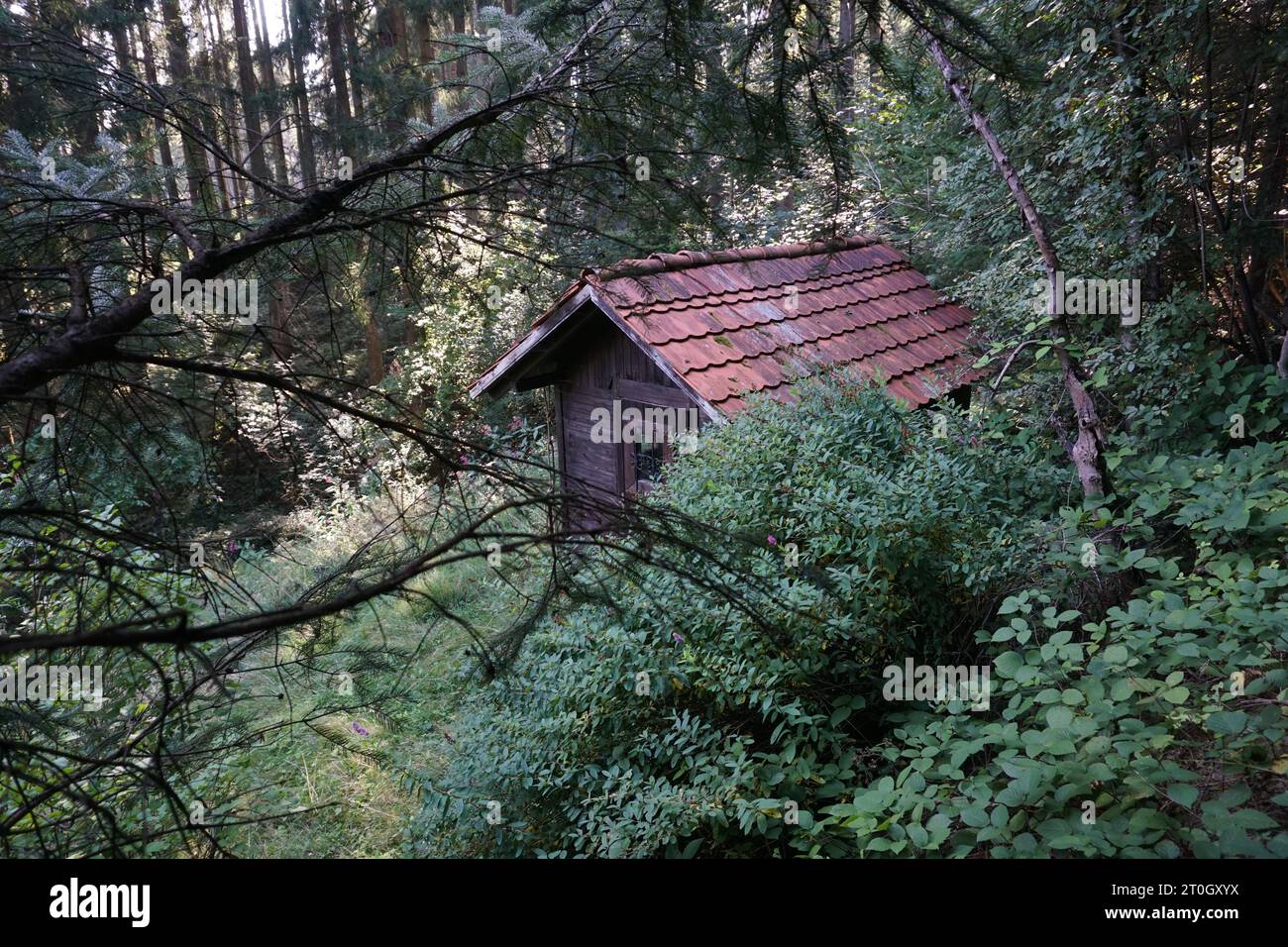 Petite maison en bois cachée dans la forêt Banque D'Images