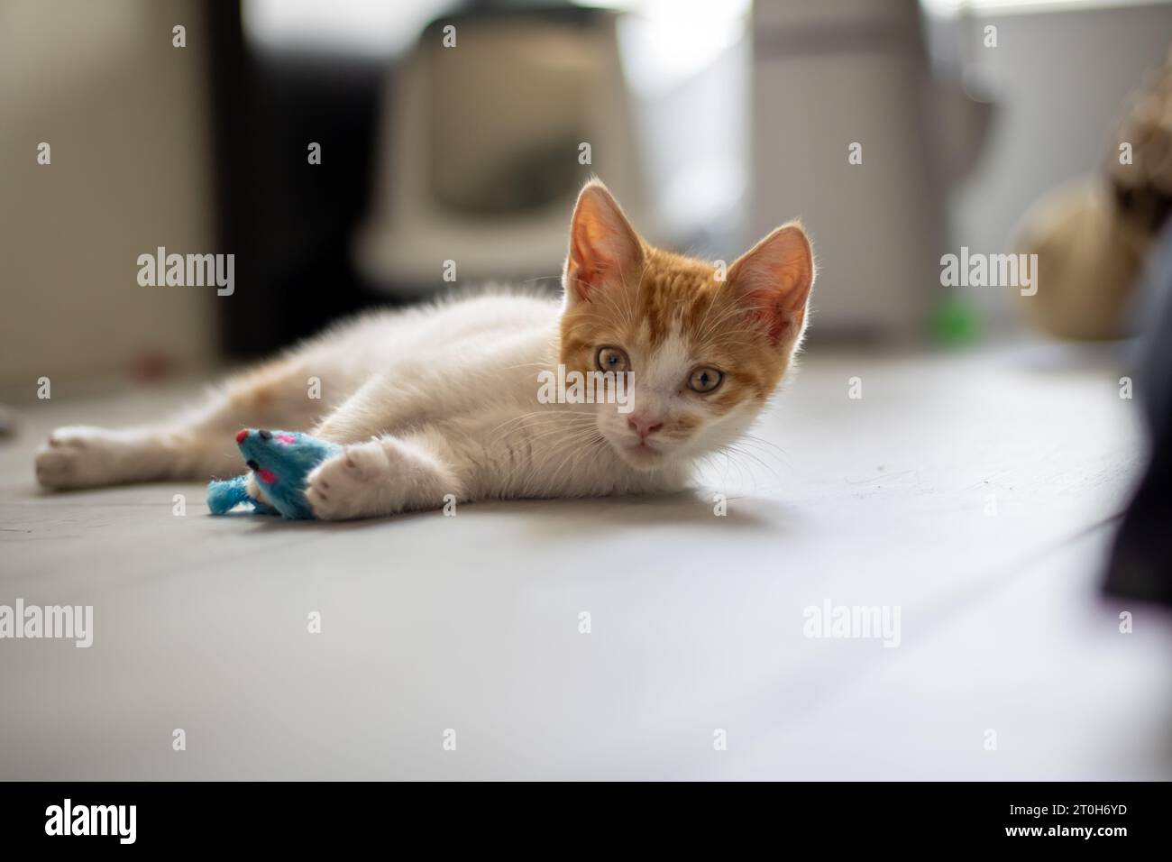 Chaton de trois mois allongé sur le sol jouant avec une souris jouet Banque D'Images