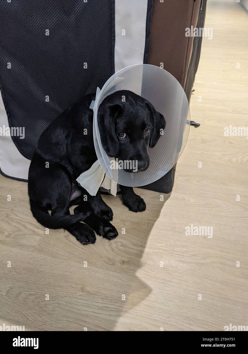 Black labrador retriever chiot chez le vétérinaire portant un cône de honte Banque D'Images