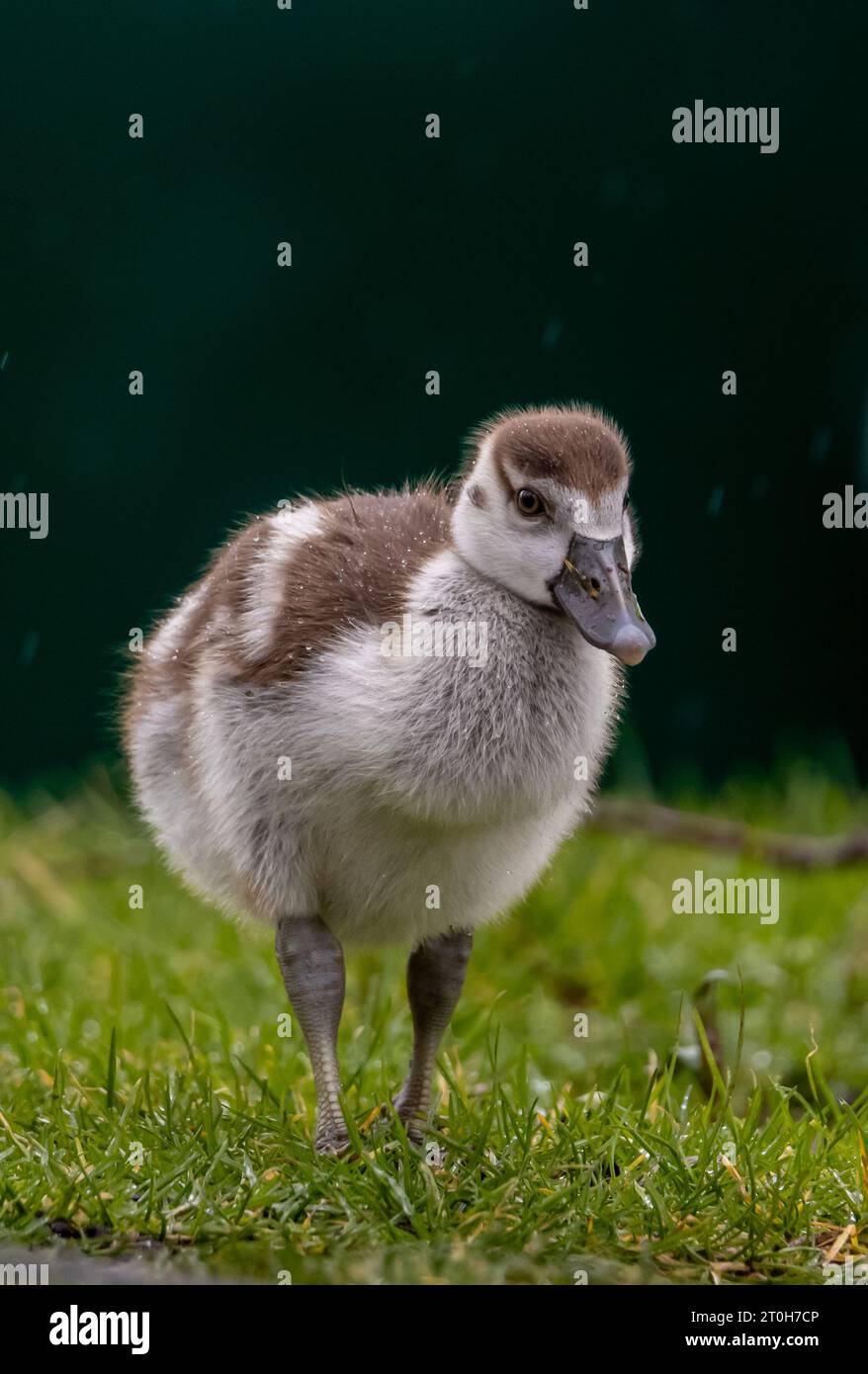 Gosling debout sous la pluie sur l'herbe Banque D'Images