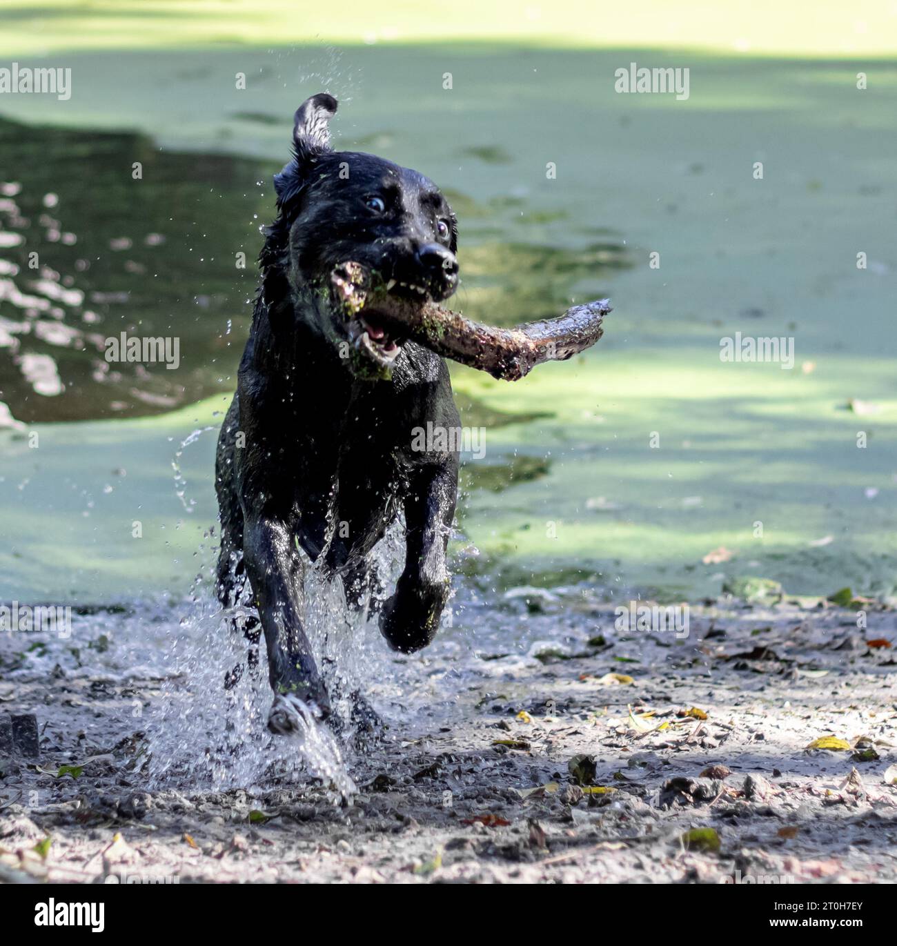 Black labrador retriever jouant à la fetch avec un bâton Banque D'Images