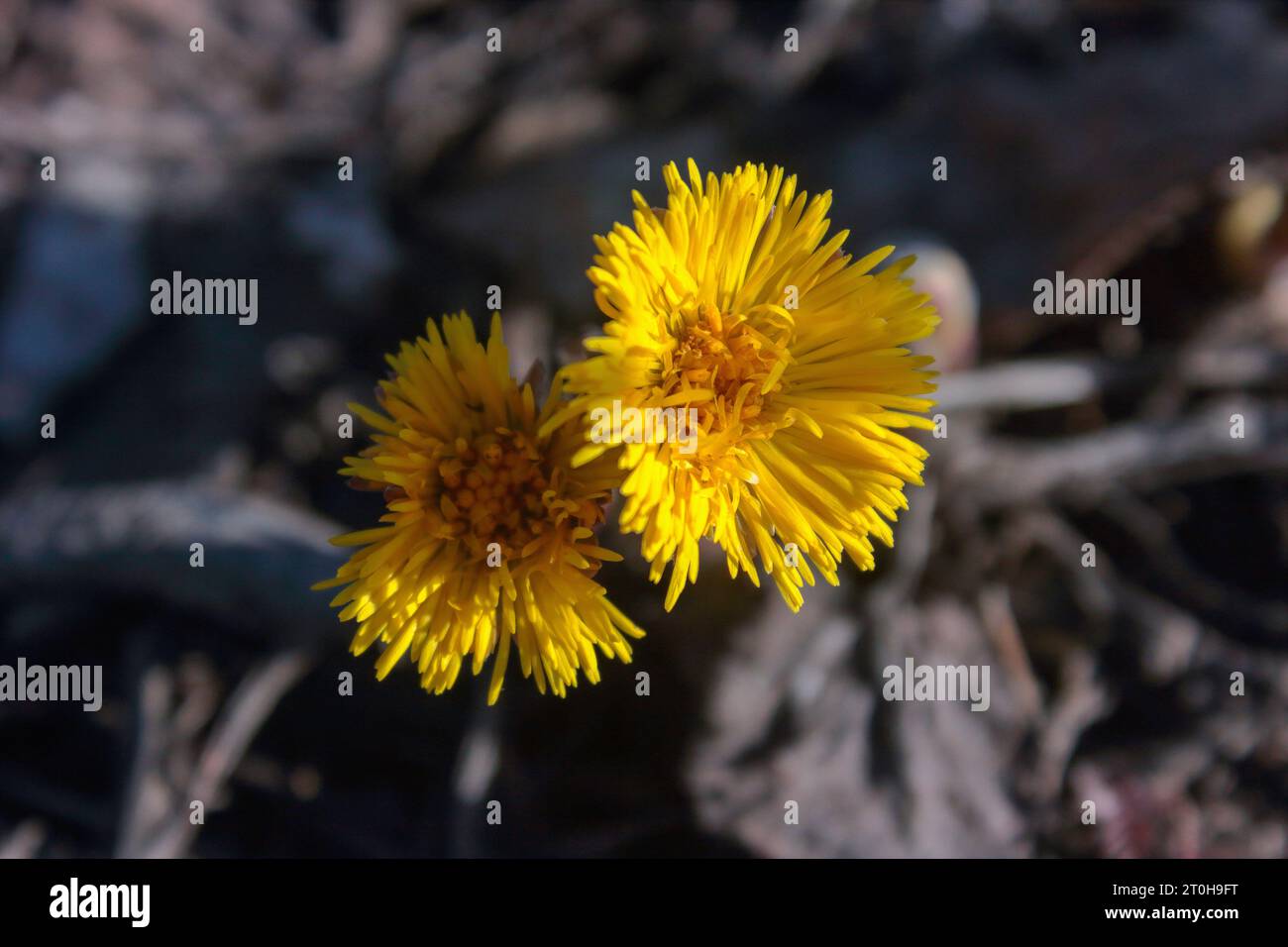 Tussilago farfara, communément appelé coltsfoot, est une plante de la tribu des marguerites de la famille des Asteraceae. Banque D'Images