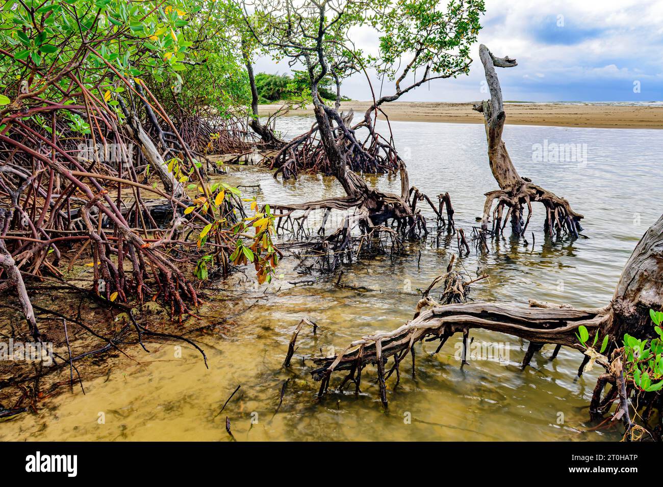 Végétation de mangrove sur la plage de PE de Serra dans la ville côtière de Serra Grande dans l'état de Bahia Banque D'Images