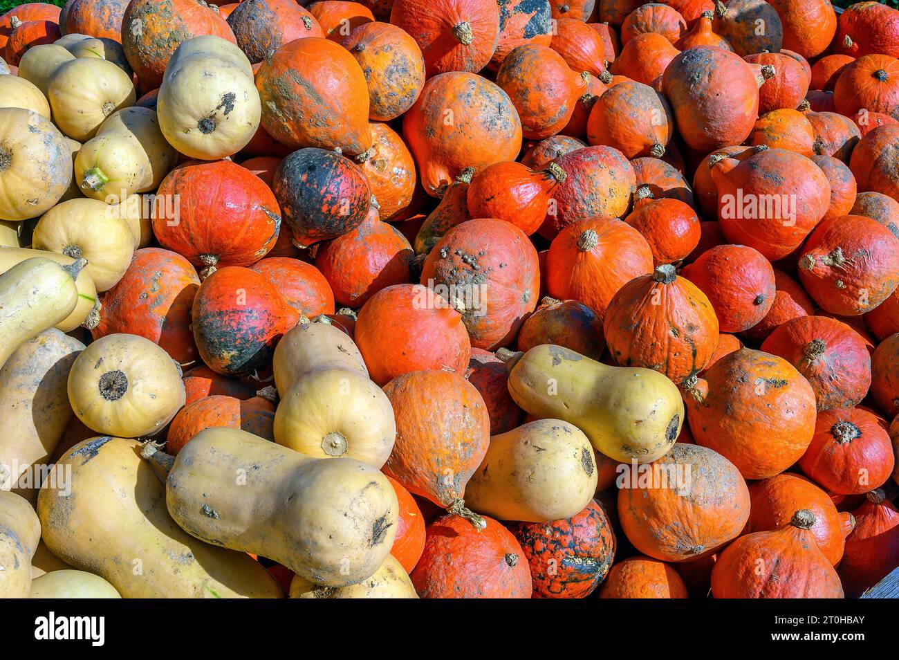 Vente de citrouilles en plein air, Allgaeu, Bavière, Allemagne Banque D'Images