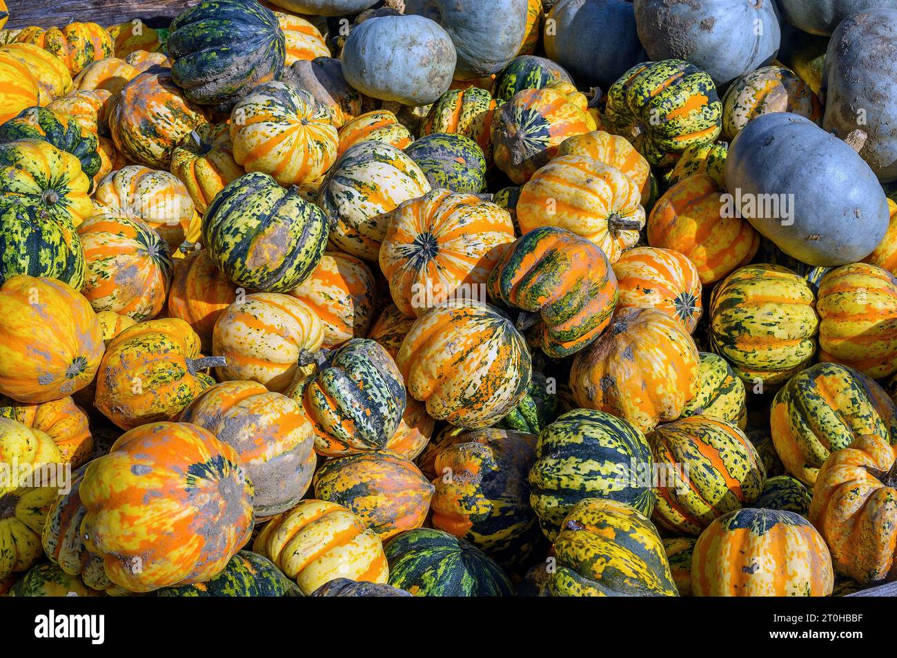 Vente de citrouilles en plein air, Allgaeu, Bavière, Allemagne Banque D'Images