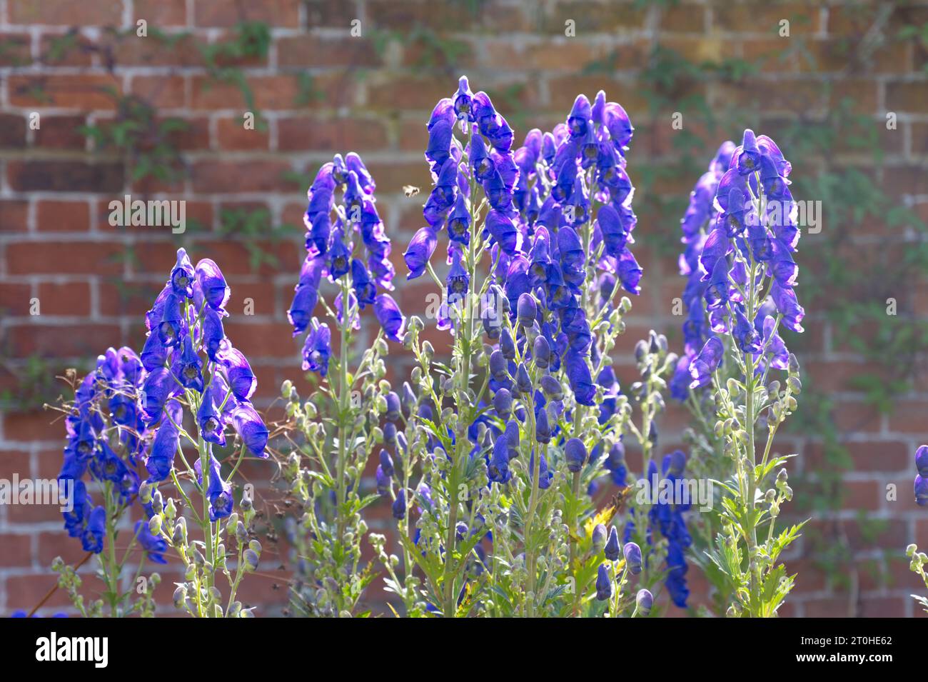 Fleurs d'automne bleues rétroéclairées de la variété Monkshood Aconitum carmichaelii Barkers dans le jardin britannique septembre Banque D'Images