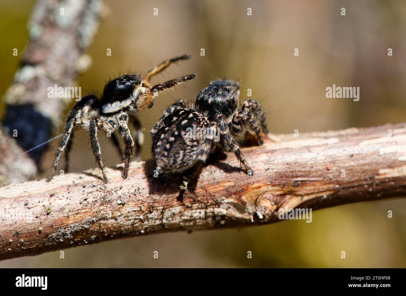 Araignée sauteuse en V (Aelurillus v-insignitus) Banque D'Images