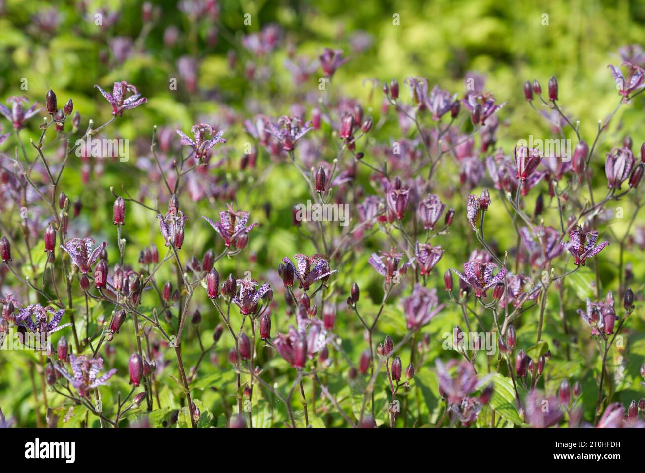 Fleurs d'automne violettes tachetées de Crapaud Lily Tricyrtis formosana 'Dark Beauty' dans le jardin britannique septembre Banque D'Images