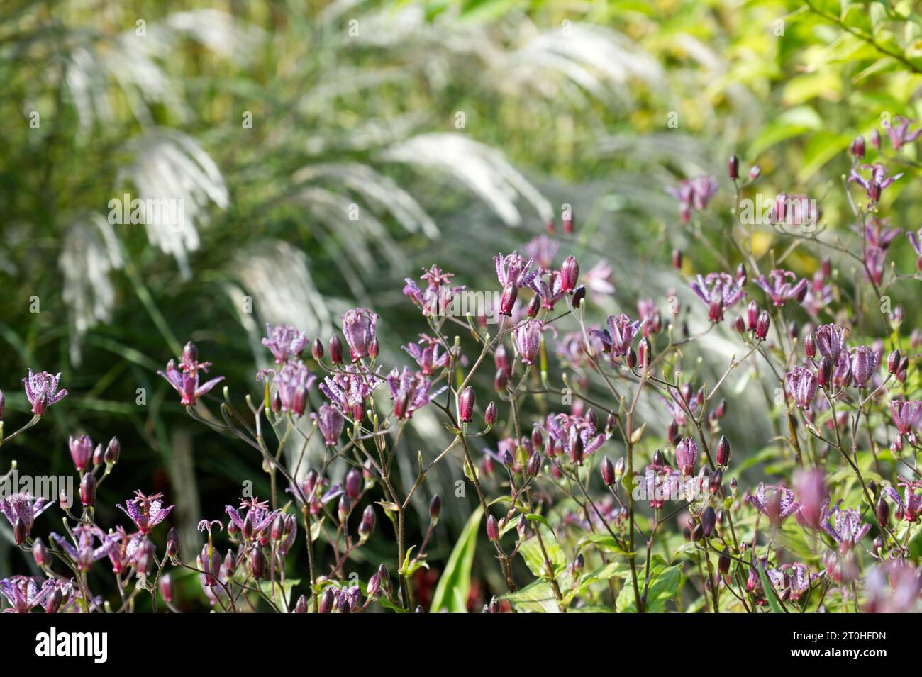 Fleurs d'automne violettes tachetées de Crapaud Lily Tricyrtis formosana 'Dark Beauty' dans le jardin britannique septembre Banque D'Images