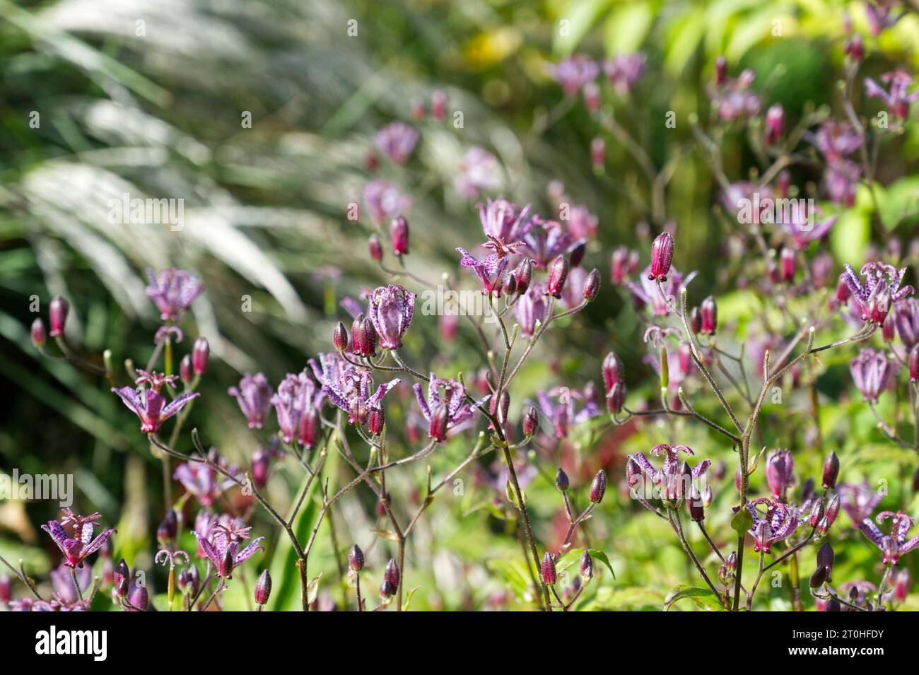 Fleurs d'automne violettes tachetées de Crapaud Lily Tricyrtis formosana 'Dark Beauty' dans le jardin britannique septembre Banque D'Images