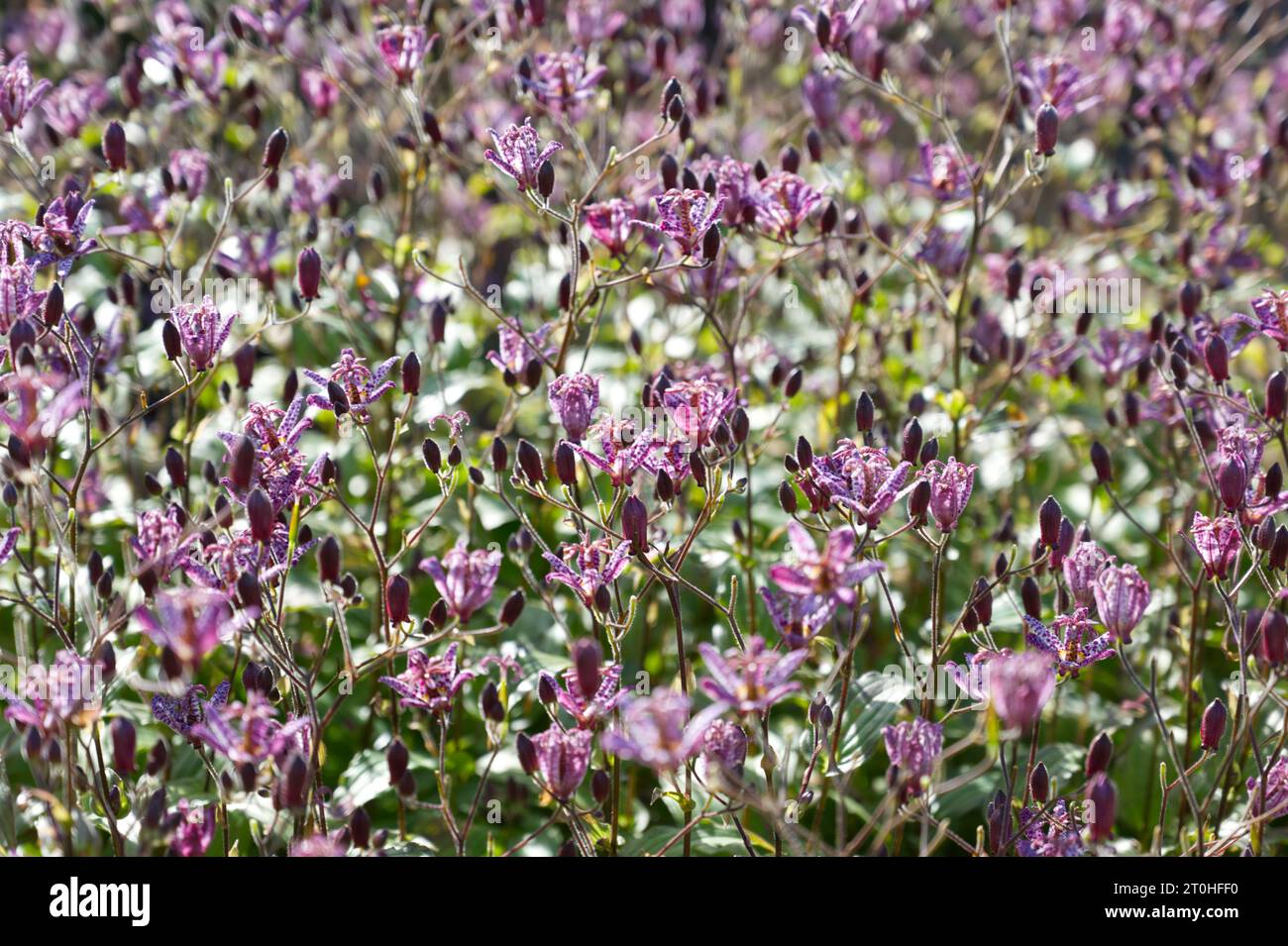 Fleurs d'automne violettes tachetées de Crapaud Lily Tricyrtis formosana 'Dark Beauty' dans le jardin britannique septembre Banque D'Images