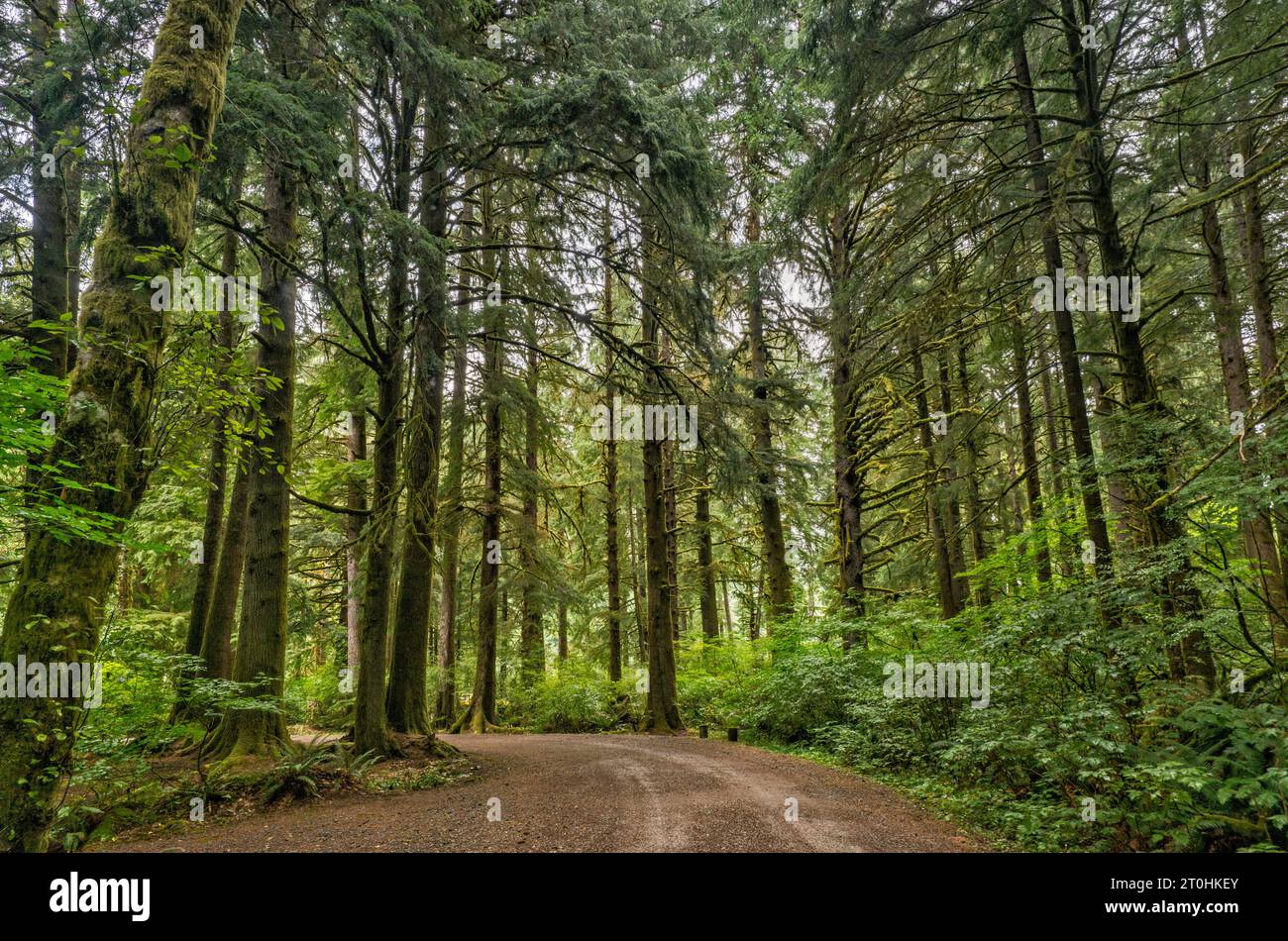 Épinette de Sitka, pruche de l'Ouest dans la forêt pluviale tempérée au terrain de camping de Nehalem Falls, près de Nehalem Falls, Tillamook State Forest, Oregon, États-Unis Banque D'Images