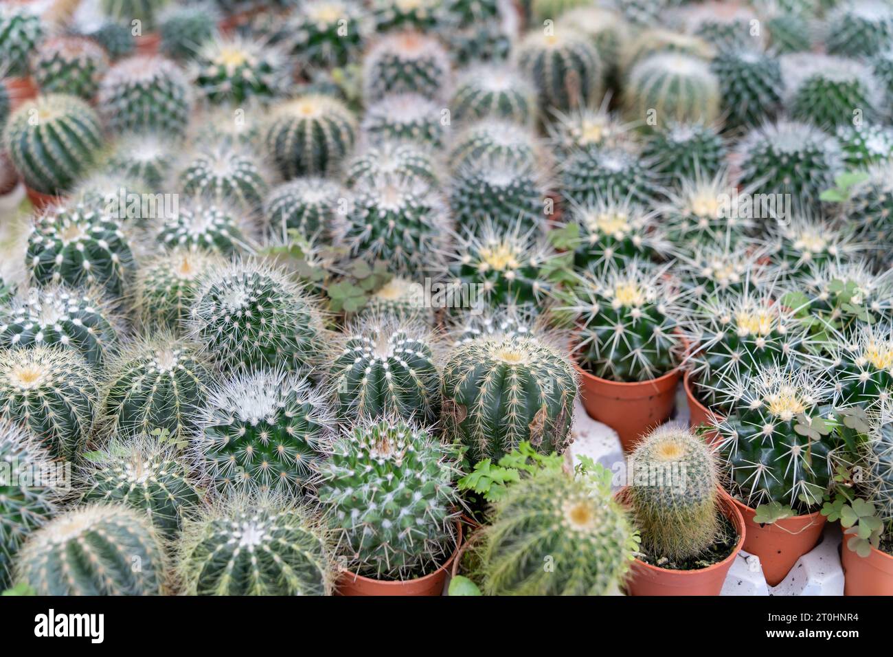 Différents types de cactus dans le jardin. Banque D'Images