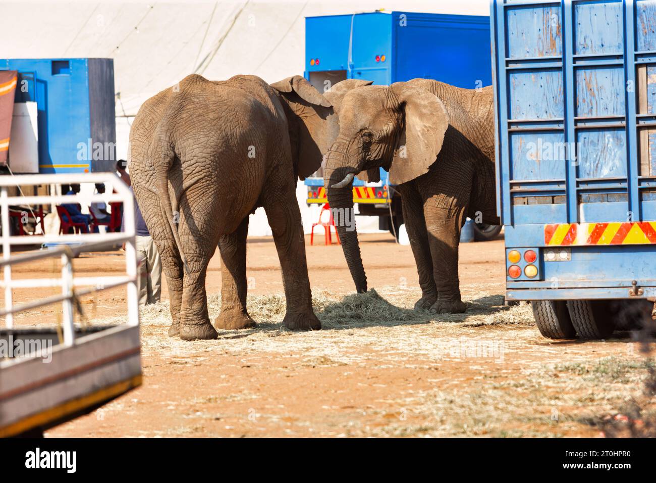 ong à la rescousse des éléphants de cirque debout et se nourrissant dans la cour à l'extérieur à côté des camions pour le transport Banque D'Images