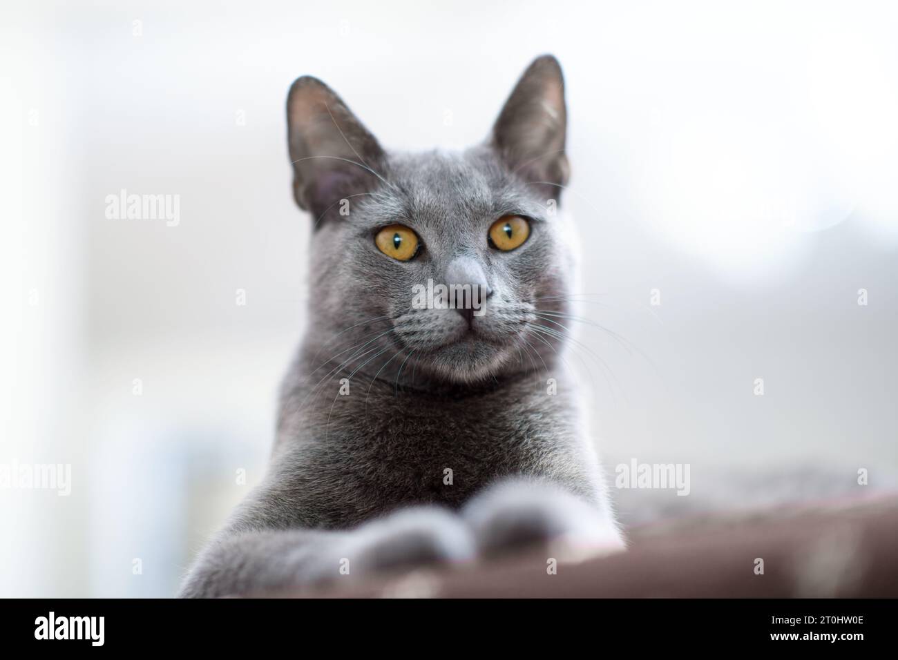 Gros plan intime d'un chat russe bleu à l'intérieur, accentuant ses yeux bleus profonds et sa fourrure bleu argenté avec une faible profondeur de champ Banque D'Images