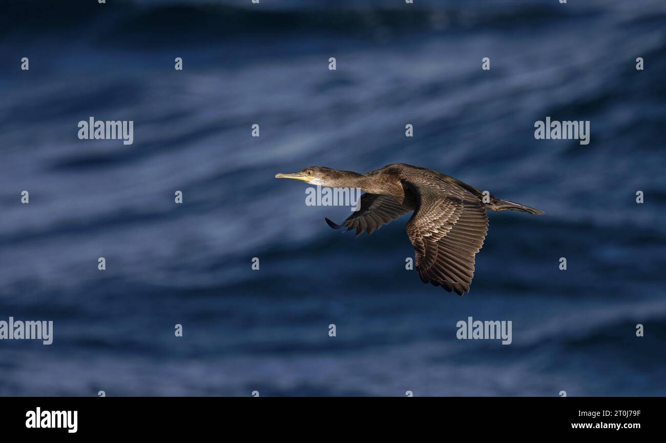 Shag européen volant au-dessus de l'eau bleue Banque D'Images