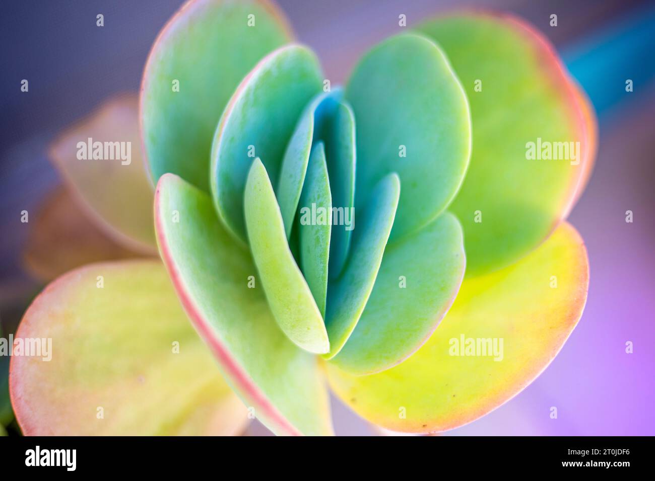 Plante de pagaie Flapjack avec des feuilles épaisses et de multiples couleurs Banque D'Images
