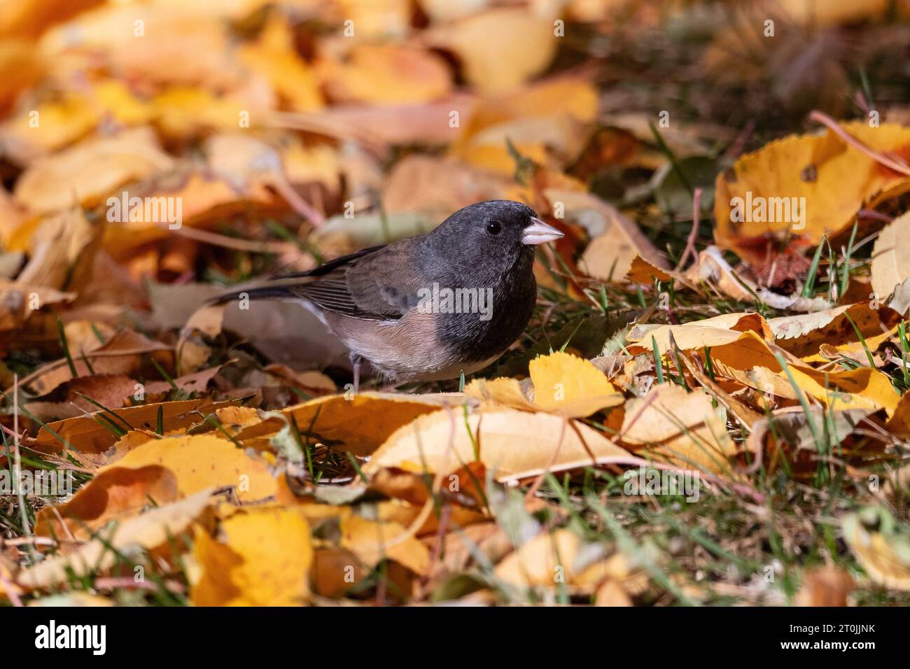Un portrait Junco aux yeux sombres en automne parmi les feuilles tombées. Banque D'Images