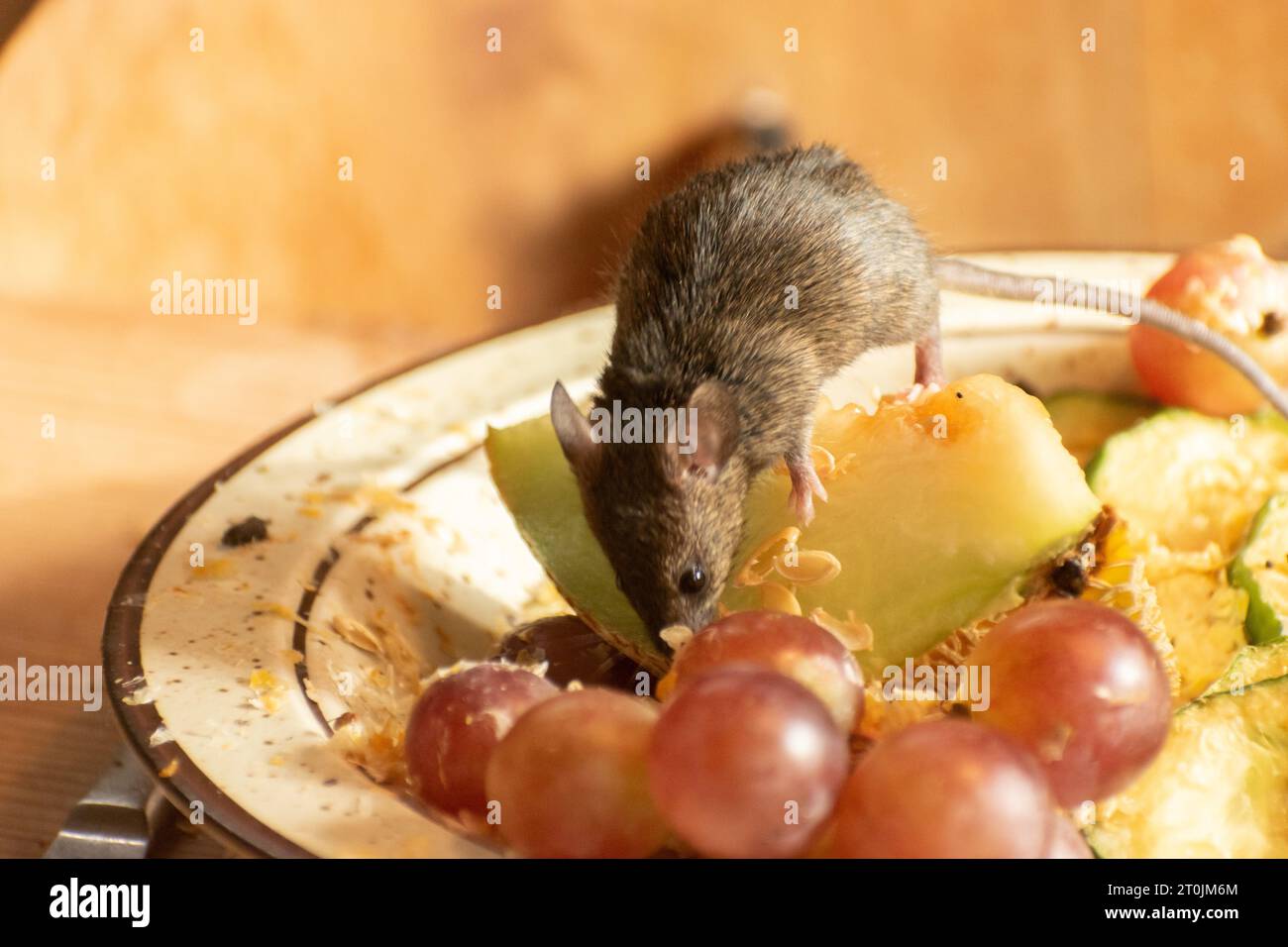 Zurich, Suisse, le 3 septembre 2023 la souris mange des fruits frais d'une assiette dans un parc animalier Banque D'Images