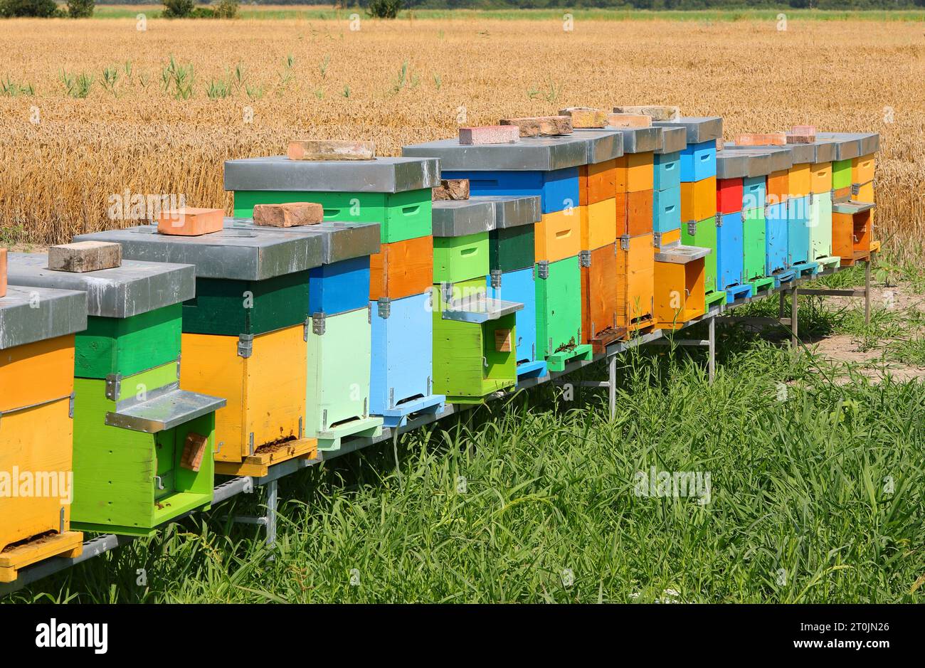 ruches colorées pour attirer les abeilles qui pondent du miel au milieu du champ Banque D'Images