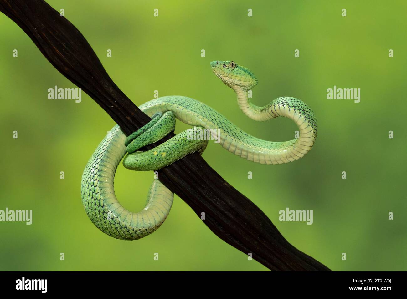 Bothriechis lateralis est une espèce de vipère à fosse que l'on trouve dans les montagnes du Costa Rica et de l'ouest du Panama Banque D'Images