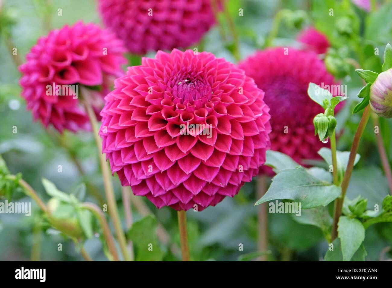 Boule rouge violette dahlia 'Blyton Red Ace' en fleur. Banque D'Images