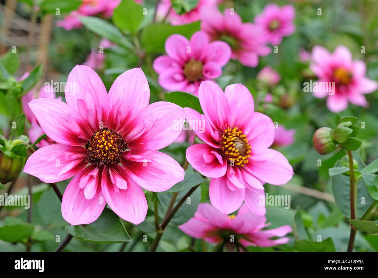 Collarette rose et violette Dahlia ÔSkyfallÕ en fleur. Banque D'Images