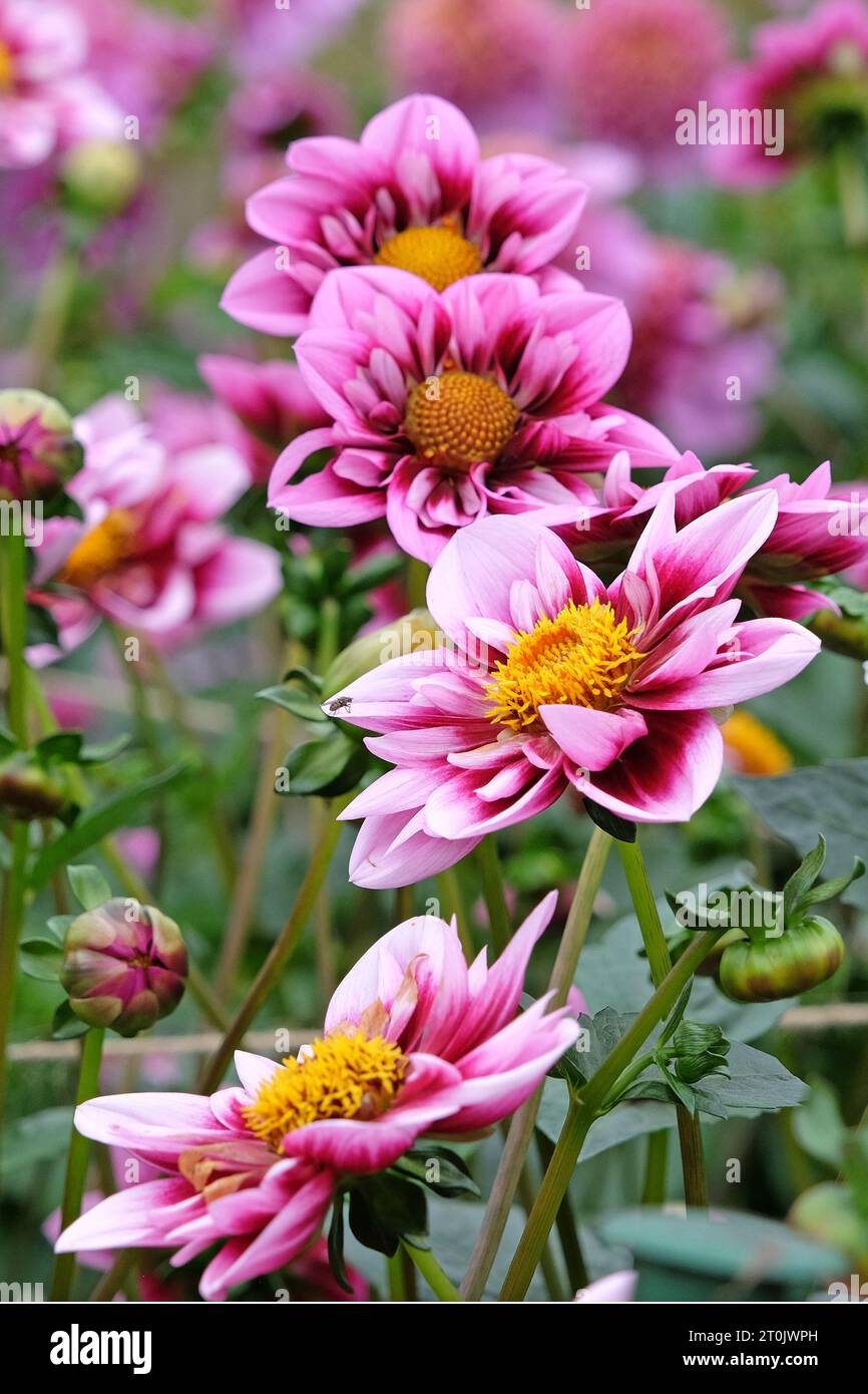 Collarette rose et violette Dahlia 'Liquid Desire' en fleur. Banque D'Images