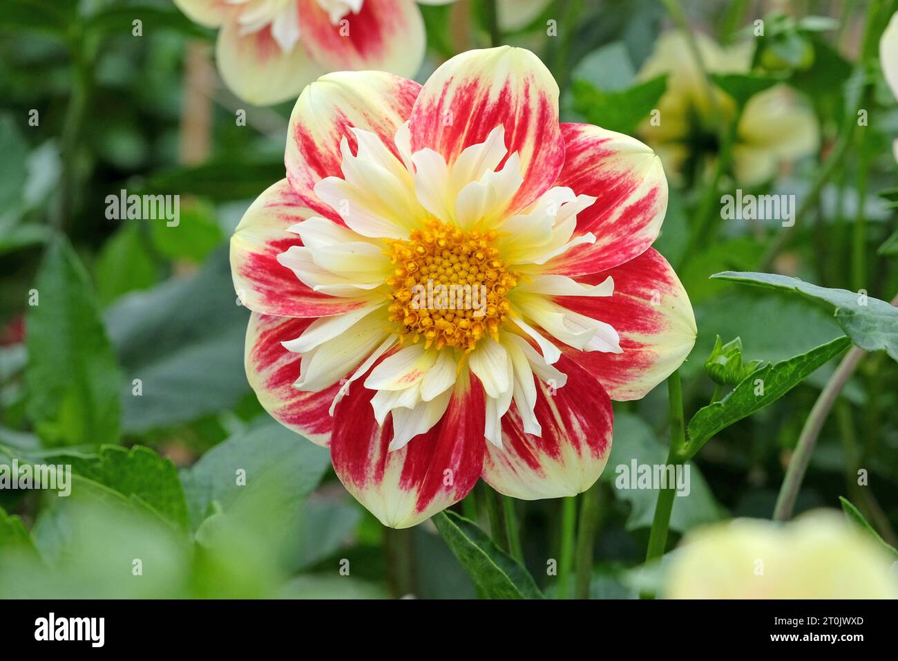 Collarette rouge et jaune Dahlia 'Ashpire Fancy' en fleur. Banque D'Images