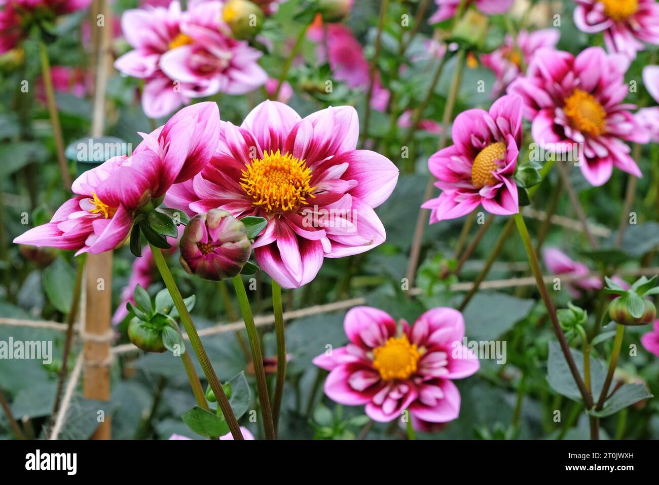 Collarette rose et violette Dahlia 'Liquid Desire' en fleur. Banque D'Images