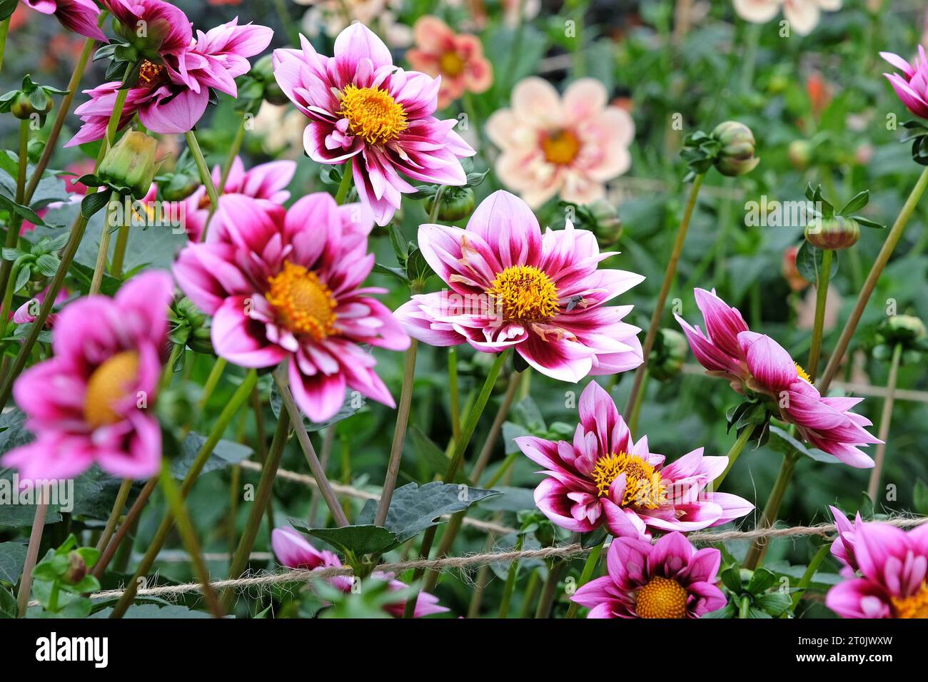 Collarette rose et violette Dahlia 'Liquid Desire' en fleur. Banque D'Images