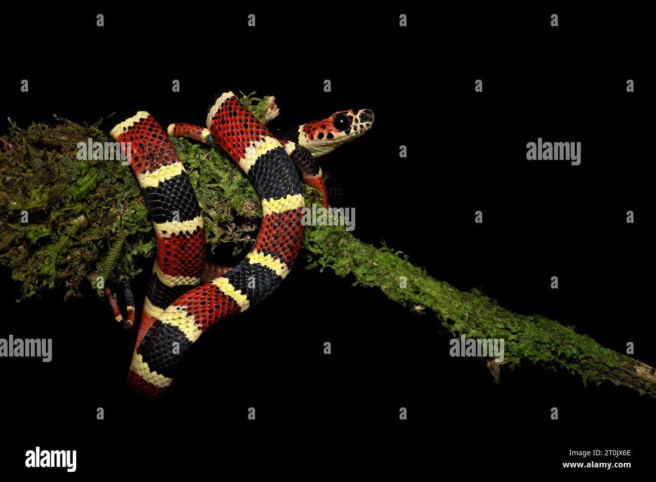 Rhinobothryum bovallii, communément connu sous le nom de serpent imitant le corail ou le faux corail arbre Banque D'Images