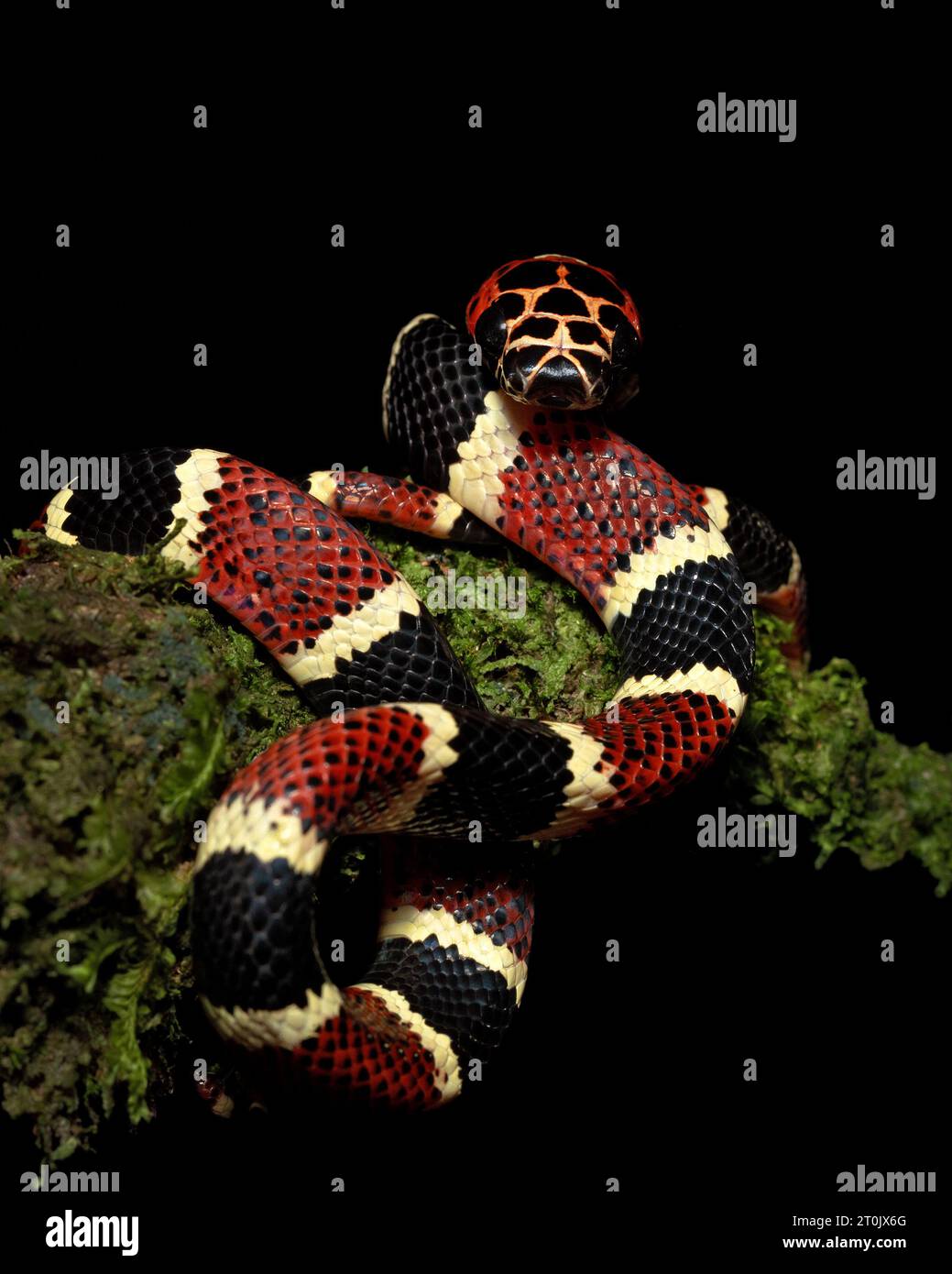 Rhinobothryum bovallii, communément connu sous le nom de serpent imitant le corail ou le faux corail arbre Banque D'Images