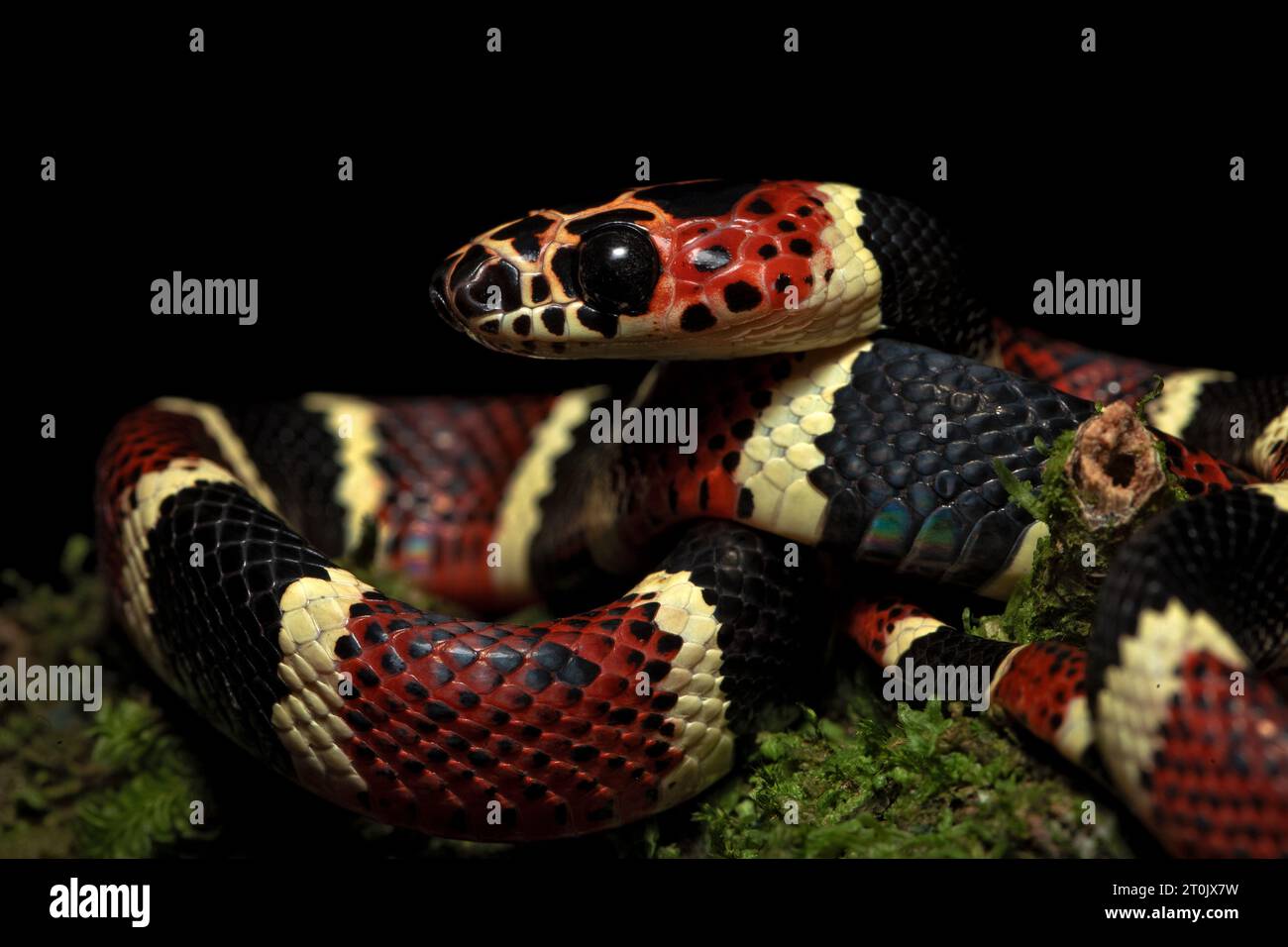 Rhinobothryum bovallii, communément connu sous le nom de serpent imitant le corail ou le faux corail arbre Banque D'Images