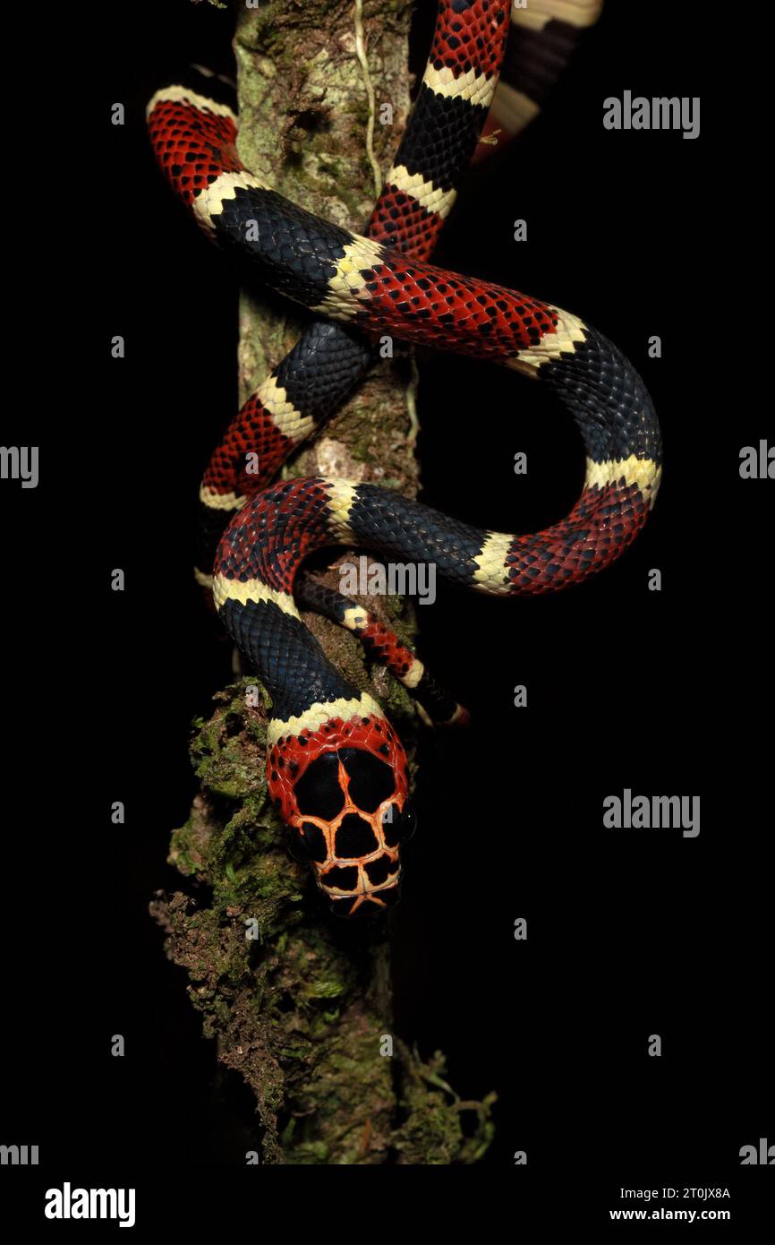 Rhinobothryum bovallii, communément connu sous le nom de serpent imitant le corail ou le faux corail arbre Banque D'Images